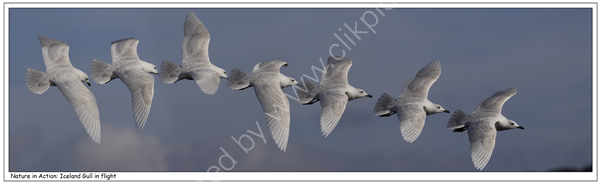 Nature in Action: Iceland Gull in flight.